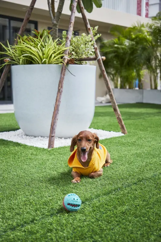 A dachshund in the rooftop garden